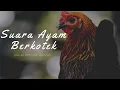 Download Lagu Suara Ayam Bertelur | Hewan Binatang #Peusu