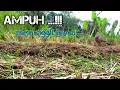 Download Lagu suara burung tekukur mp3 #manikchanel#burungtekukurgacor