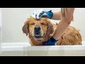 Download Lagu Golden Retriever wordt zo ontspannen tijdens bad... hij valt in slaap