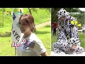 吳霏艾薇壓軸打歌竟落漆 雙雙倒地羞愧難當？｜綜藝玩很大 精華