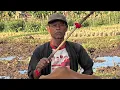 Download Lagu SAPI JAWI ANDALAN PAK USMAN 