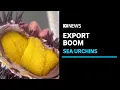 Sea urchin roe factories turn marine menace into international opportunity ABC News