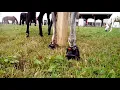 Equine Fusion All Terrain Ultra slim Hinterhufe im Aktivstall