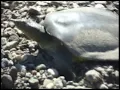 Super Duper Fast Turtle