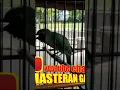 Download Lagu cucakijo rasa pelatuk beras dahsyat cocok buat gantangan