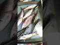 Download Lagu Boro Boro Rui mach. #fishrecipes #status #fishinglife #shorts