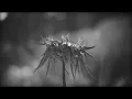 Stained With Silver - Beast (Official Music Video)