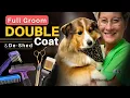 Watch This Before Grooming Any Double-Coated Dog - Full Sheltie Lesson
