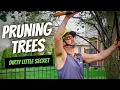 HOW TO MAKE 350 IN 35 min PRUNING LITTLE TREES