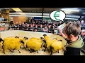 Download Lagu BREEDING SHEEP ARE EXPENSIVE BUT WE NEED SOME!