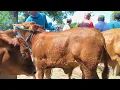 Download Lagu Limousin Calon 1 TON !! Sepi Pembeli Bakule Loyo !! Pasar Sapi Kerek 
