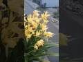 bunga cantik milik Abah Dadeng #shorts