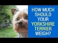 How Much Should Your Yorkshire Terrier Weigh