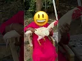 Download Lagu #music #dj #electronicmusic #housemusic #chicken #aseelmurga #birds #rooster #ayam