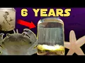 Download Lagu Six Years Ago I Put Saltwater in a Jar, This Happened | Natural Saltwater Ecosphere 6 Year Update
