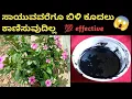 Download Lagu #NaturalHairDye/👉ನಿಮಿಷಗಳಲ್ಲಿ ಯಾವ ಹೇರ್ ಕಲರ್ ಹೇರ್ ಡೈ ಬೇಡ ಇದನ್ನುಹಚ್ಚಿ ನೀವೇಆಶ್ಚರ್ಯ ಪಡುತ್ತೀರಾ#diyhaircare