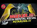 Download Lagu Ciak Joss Kecial Kuning NGEKER Ampuh Latih MENTAL Kecial Jadi PETARUNG‼️| PEPADU KECIAL