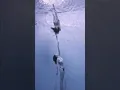 Download Lagu PADI FREEDIVING : #tiktok #shorts #underwater #freediving #mermaid #ocean #extreme