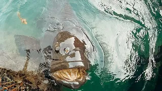 Feeding a 100kg Grouper | Malaysia Episode 192 (Sailing Catalpa)