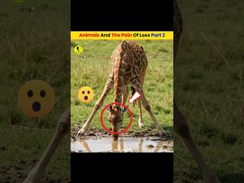 #audios