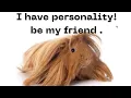 Discover Guinea Pig Breeds Personalities Find Your Ideal Pet