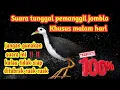 Download Lagu Yang muda pasti merapat‼️Suara pikat pemanggil ruak-ruak muda