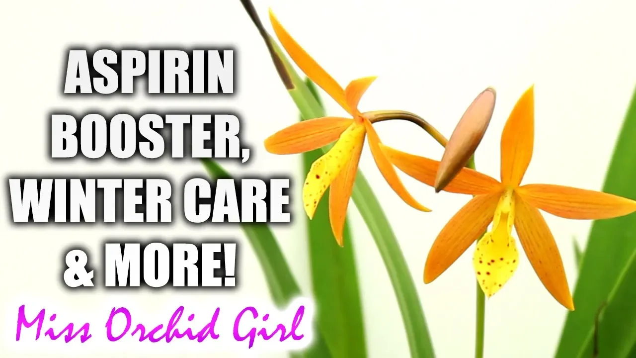 ORCHID Q&A#38 ASPIRIN FOR ORCHIDS, YELLOW LEAF EDGES, VANDA WINTER CARE & MORE!
