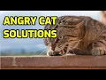 Lagu How To Calm An Angry Cat (Important Tips!)