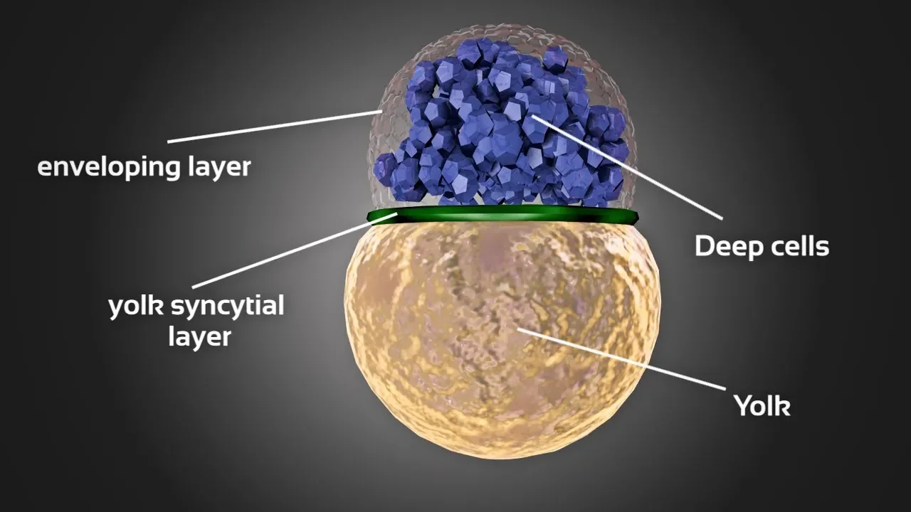 Zebrafish embryo development animation