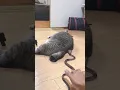 kucing gendut viral #shortvideo #shorts