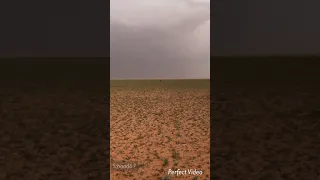 سامحن بالي من الديرة وصايق دندنها