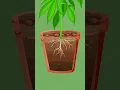 Download Lagu Watering Cannabis Plants