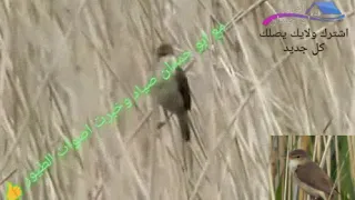 صوت هازجة القصب الأصلي اسويحلي مجرب لصيد ممتاز   دندنها