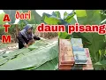 Download Lagu JANGAN ANGGAP REMEH DAUN PISANG BATU,TERNYATA BISA BIKIN KAYA RAYA