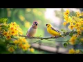 Birdsong🕊️🕊️🕊️ \u0026 Piano Instant Stress Relief \u0026 Focus at Work