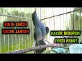 Lagu BIKIN EMOSI KACER JANTAN KACER BISU PASTI NYAUT  !! PANCINGAN KACER GACOR PASTI NYAUT AMPUH.