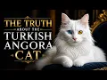The Truth About Turkish Angora Cats It s Not What You Think