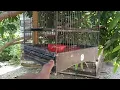 Download Lagu BONGKAR SEMUA BURUNG DALAM AVIARY SEMUA,JEMUR DULU MUMPUNG CUACA CERAH