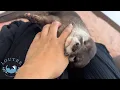 Download Lagu Otter doet alsof hij huilt tijdens nagels knippen