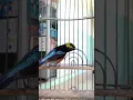 Download Lagu suara burung Kolibri ninja gacor #koningacor