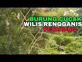 Download Lagu mikat cucak wilis/rengganis dapat banyak