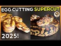 Showcasing ALL of our Ball Python Egg Cuttings from 2025
