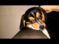 1 month old beagle corgi mix