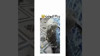 اكسبلور تيك توك خيرة خيرة شوفي مينوش خروف صغير 