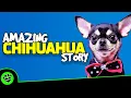 Top 10 Fun Facts About Chihuahuas - Dogs 101