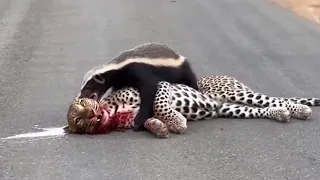 Leopard Thought It Was an Easy Kill Until the Honey Badger Fought Back
