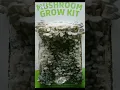 Download Lagu AMAZING Mushroom Growth Timelapse! 🍄