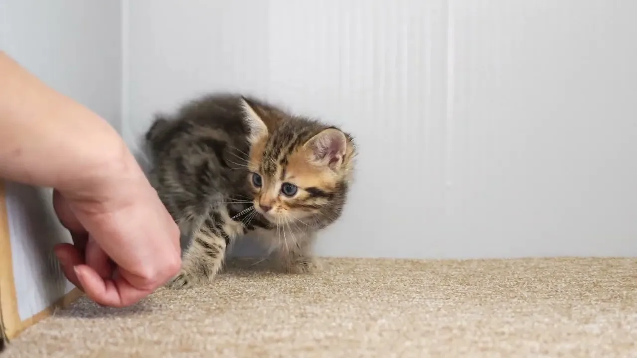 動画