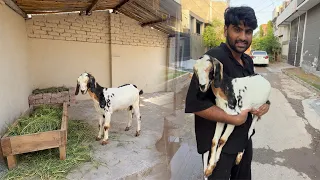 Sabtain Ny Bakri Le Li Apni😍