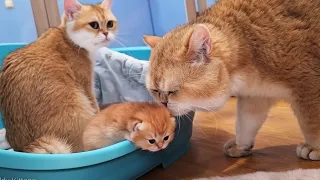 Father Cat William Actively Helps Raise His Kittens